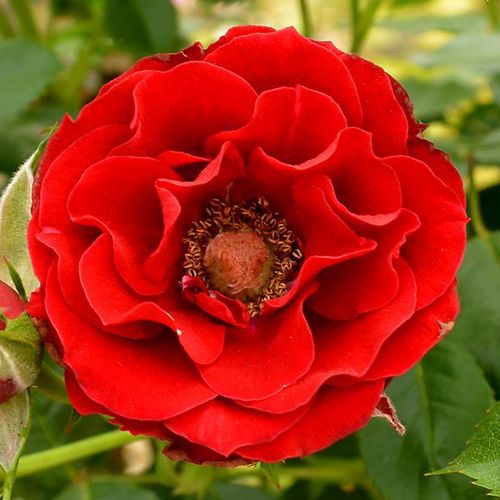 E-commerce, vendita, rose, in, vaso miniatura, lillipuziane - rosso - Rosa Roma™ - rosa dal profumo discreto - NIRP International - ,-